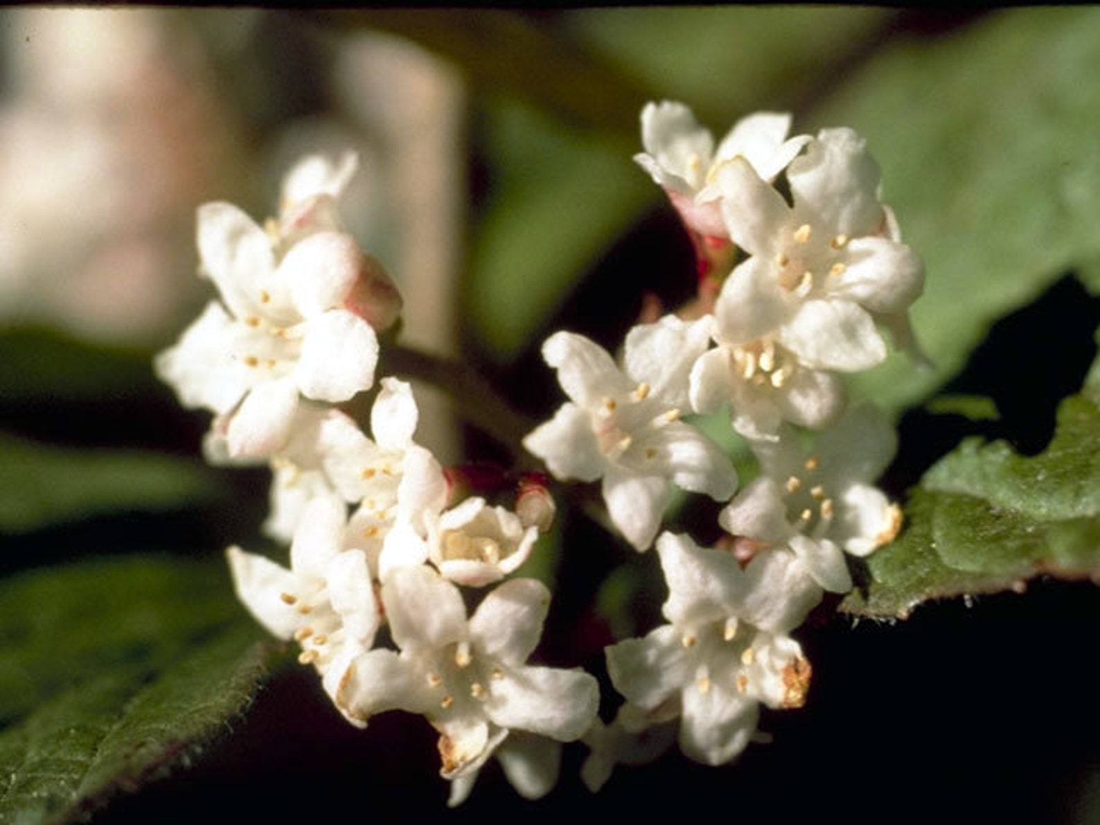 Viburnum edule Mooseberry Squashberry 10 seeds Etsy