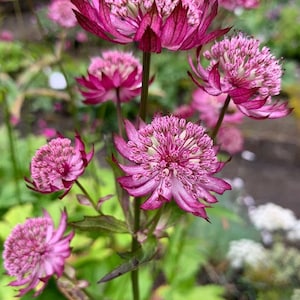 Astrantia majon - Hadspen Blood (10 seeds)