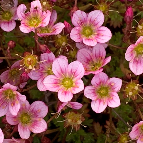 Saxifraga X arendsii (50 semillas)