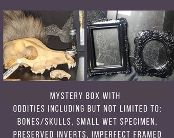 Large Oddity Mystery Box, Oddities, Skulls, Bones, Vulture Culture, Preserved Insects, Preserved Specimens, Gift, Jewelry, Entomology