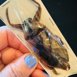 May include: A preserved giant water bug, encased in clear plastic and stapled to a cardboard backing. The insect is brown with dark markings and long, curved legs. The bug is held by a hand with blue painted nails.