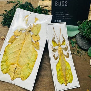 Phyllium pulchrifolium MALE + FEMALE PAIR yellow  leaf mimic Leaf Insects Papered Specimens