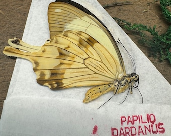 A 1 Papered Specimen Morpho Patroclus Orestes Peru Real Blue Black