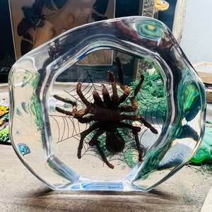 Real Tarantula in Resin Paperweight Desk Decor Oddities and Curiosities