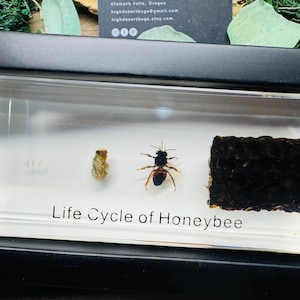 May include: A clear acrylic display case featuring the life cycle of a honeybee. The stages include a pupa, an adult bee, and a piece of honeycomb. The text "Life Cycle of Honeybee" is printed on the front.