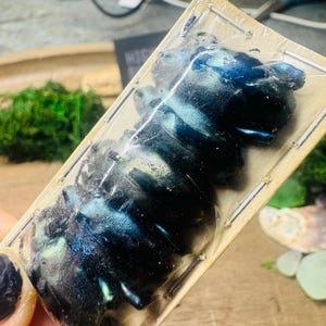 Sagra femoralis BLUE Frog Leg Beetles Lot of 5 Real Dried Beetles Wholesale lot papered insects