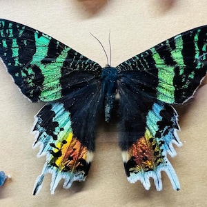 Urania ripheus papered specimens Madagascar Sunset Moth