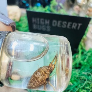 May include: A close-up of a brown insect preserved in a clear glass jar. The jar is labeled "High Desert Bugs".