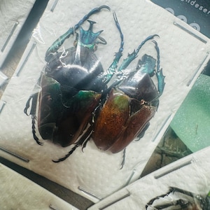 Neptunides polychrous PAIR polychrous Blue Green- Brown Flower Beetle Real Insect Beetle