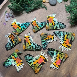 Urania ripheus Wholesale lot of 20 papered specimens Sunset Moth from Madagascar