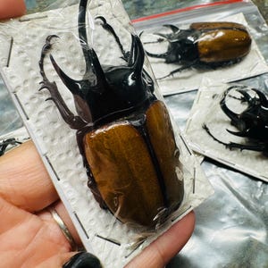 Eupatorus gracioucornis Rhinoceros Beetle Real Dried papered insect