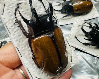 Eupatorus gracioucornis Rhinoceros Beetle Real Dried papered insect
