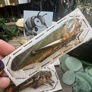 Titanacris albipes Huge Purple Grasshopper Peru A1 Papered Specimen Ready to mount  Large Real Insect Grasshopper Lubber