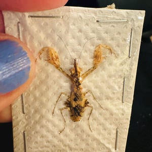 Ceratomantis saussurii RARE small Praying Mantis from Malaysia Insect Collection