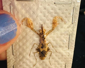Ceratomantis saussurii RARE small Praying Mantis from Malaysia Insect Collection