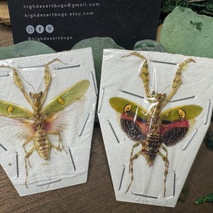 May include: Two framed insect specimens. The insects have tan bodies, green and red wings, and are mounted on white paper. The wings have yellow and red markings. The paper is stapled to a backing. A business card with contact information is in the background.