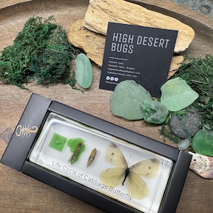 May include: A black display case with a preserved cabbage butterfly and its life cycle stages. The case is surrounded by green moss, sea glass, and a business card that reads "High Desert Bugs."