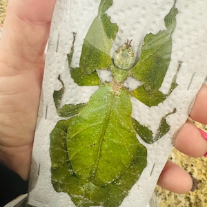 Phyllium giganteum GIANT leaf insect largest in the world real leaf bug insect