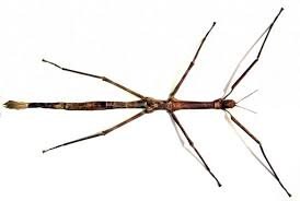 BicBugs Eurycnema versirubra Green Framed Stick Bug Indonesia BicBugs Eurycnema versirubra Green Framed Stick Bug Indonesia