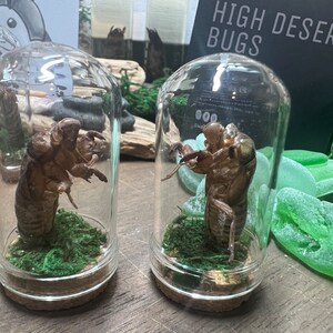 Real Cicada Exoskeleton in Curio Cabinet Jar, Real Insect Collectable