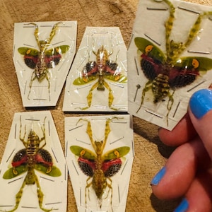 Creobroter gemmatus Indonesia Wholesale lot of 5 Orchid Flower Mantis Real praying mantis Real Insect papered specimen