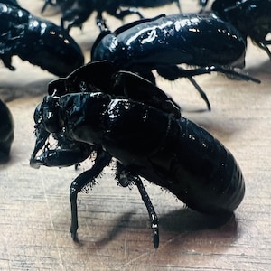 Black Cicada Skins Exoskeleton Cicada exuviae 15 Awesome Shiny Black Goth Creepy Ready for your Art Project