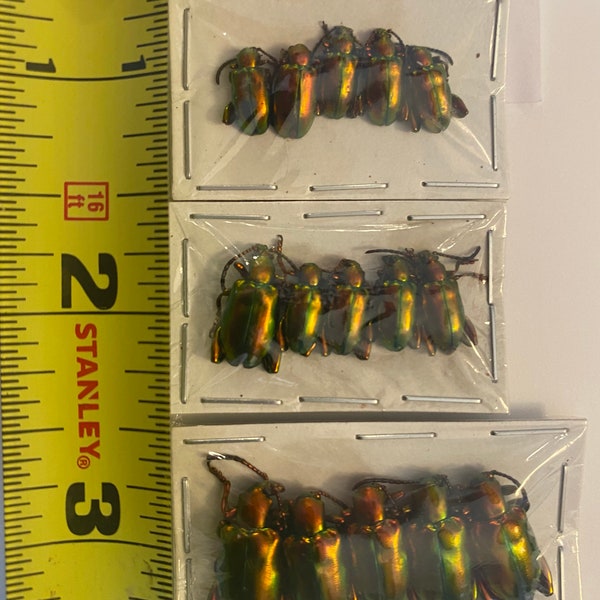 Sagra laticollis Real Frog Beetle Lot of 5 Papered Specimens Real Insect Beetle Entomology Science Teaching Craft Taxidermy