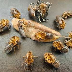 Cicada Exoskeleton - Cicada Skins lot of 10 Educational Creepy Craft Eco Decor Bug Shell Entomology Oddity Curiosity