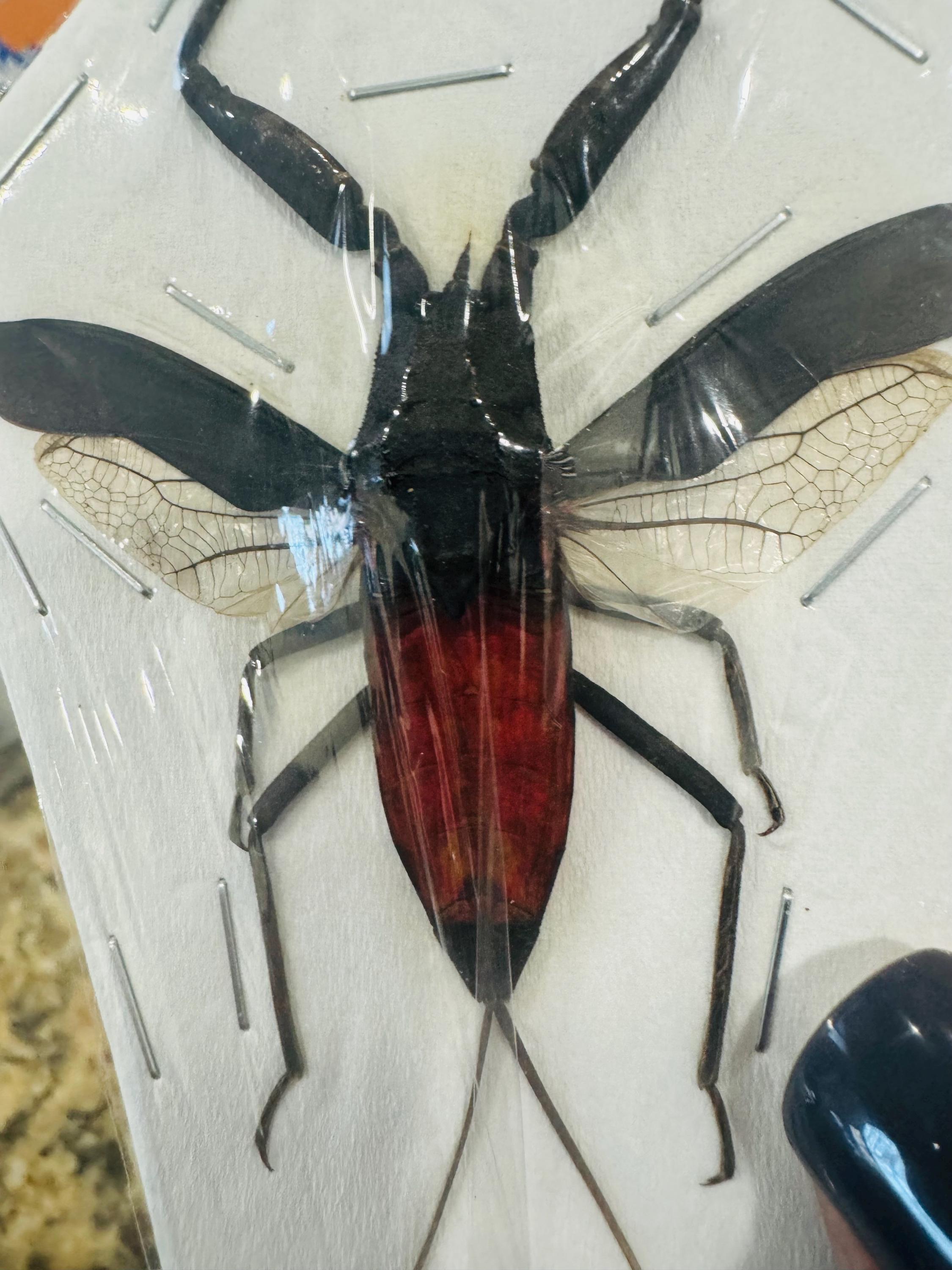 Java Scorpion Water Scorpion Red Toe Biter Nepa Rubra E.java Real Insect Taxidermy ...