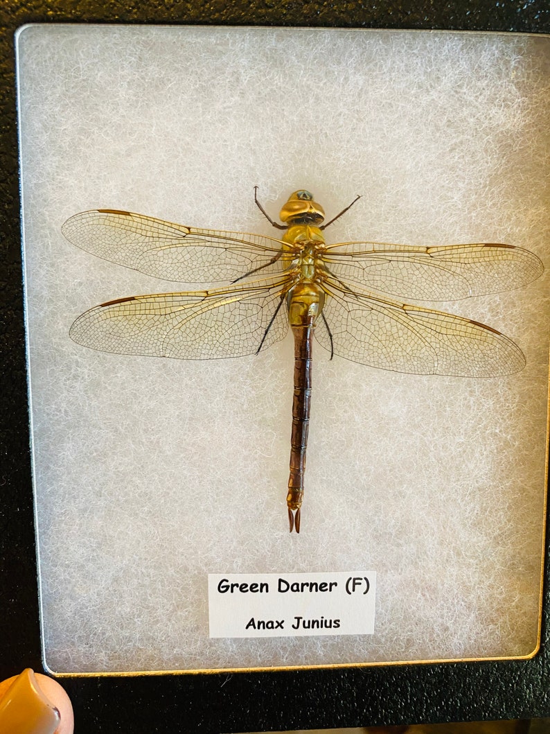 Real Green Darner Dragonfly in Riker Mount Frame Real Insect Etsy