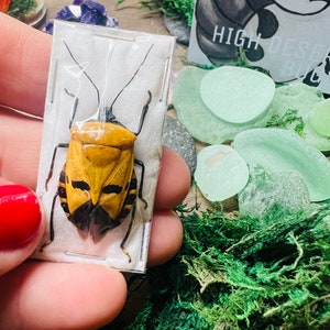 Man Faced Beetle Catacanthus incarnatus Shield Stink Bug Insect Papered Insect Specimen