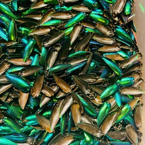 Iridescent Green Blue Elytra Jewel Beetle Wings . Real Insect Elytra jewelry earrings 100 pieces lot