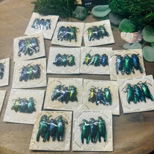 Sagra longicollis Frog Leg Beetles: Real Insect Specimens (Lot of 3)