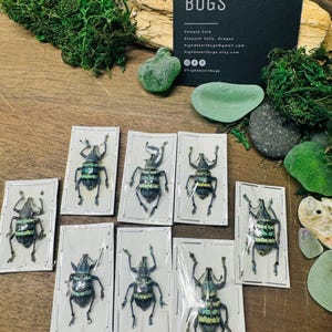 Eupholus magnificus Weevil Real Blue Beetle Indonesia