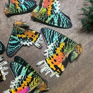 Urania ripheus Wholesale lot of 5 papered specimens Sunset Moth from Madagascar