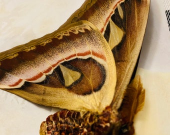 Snake Head Moth Etsy