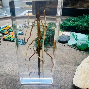 May include: A clear rectangular resin block containing a preserved brown stick insect specimen positioned next to a light-colored twig. The text "Stick Bug" is printed in black at the bottom of the transparent block, which stands upright on a surface.