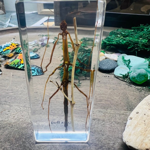 Phasmids Real Stick Insect In Resin Real Insects in Resin Oddities and Curiosities Lucits