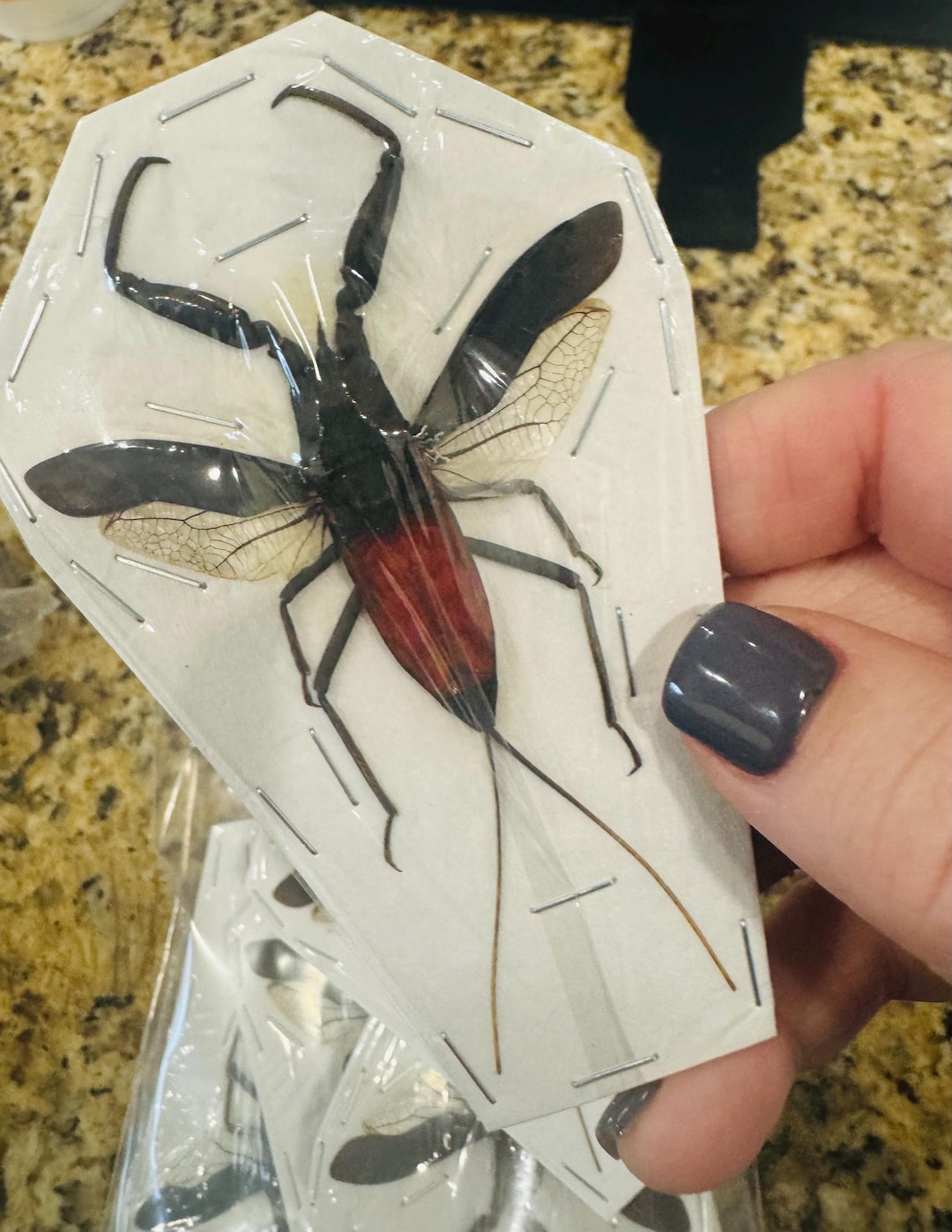Water Scorpion Red Toe Biter Nepa Rubra E.java Real Insect Taxidermy ...