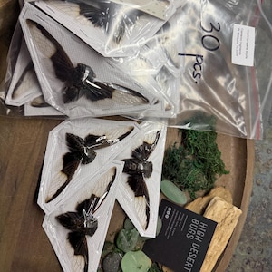 2 - Real Cryptotympana aquila Batwing Cicada Insect Bug Entomology Science Papered Specimen