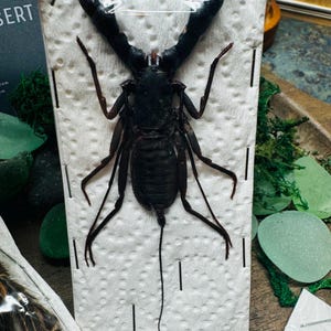 Hypocnoctus rangunensis Real Large Whipping Scorpion Vinegarroon