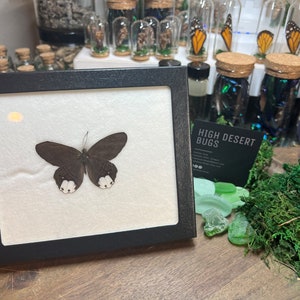 Satyridae Pierella lucia from Peru framed in Riker Mount Real Butterfly Framed