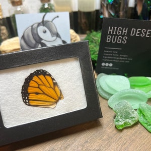 Home Release Kit - Monarch Butterfly with Milkweed plant – Riverbottom  Butterflies