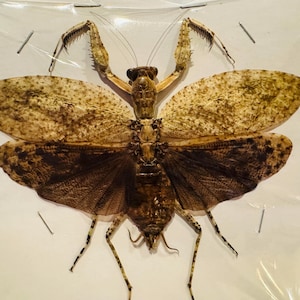 Mantidae Large Papered Specimen Real Praying Mantis from W. Malaysia Real Insect