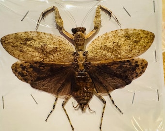 Real Praying Mantis Specimen: Large Papered Insect from W. Malaysia