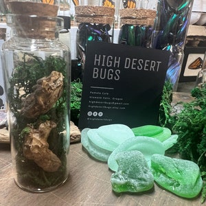 May include: A glass jar with a cork lid filled with green moss and a piece of driftwood. The jar is sitting on a wooden table with a black card that reads "HIGH DESERT BUGS" and contact information. There are also green glass pieces and more moss on the table.