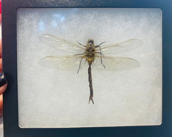 Green Darner Beautiful North American Dragonfly - Anax junius in a Riker Frame