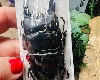 Stag Beetle Dorcus alcides HUGE Indonesia Spread and Ready to Mount A1 Specimen