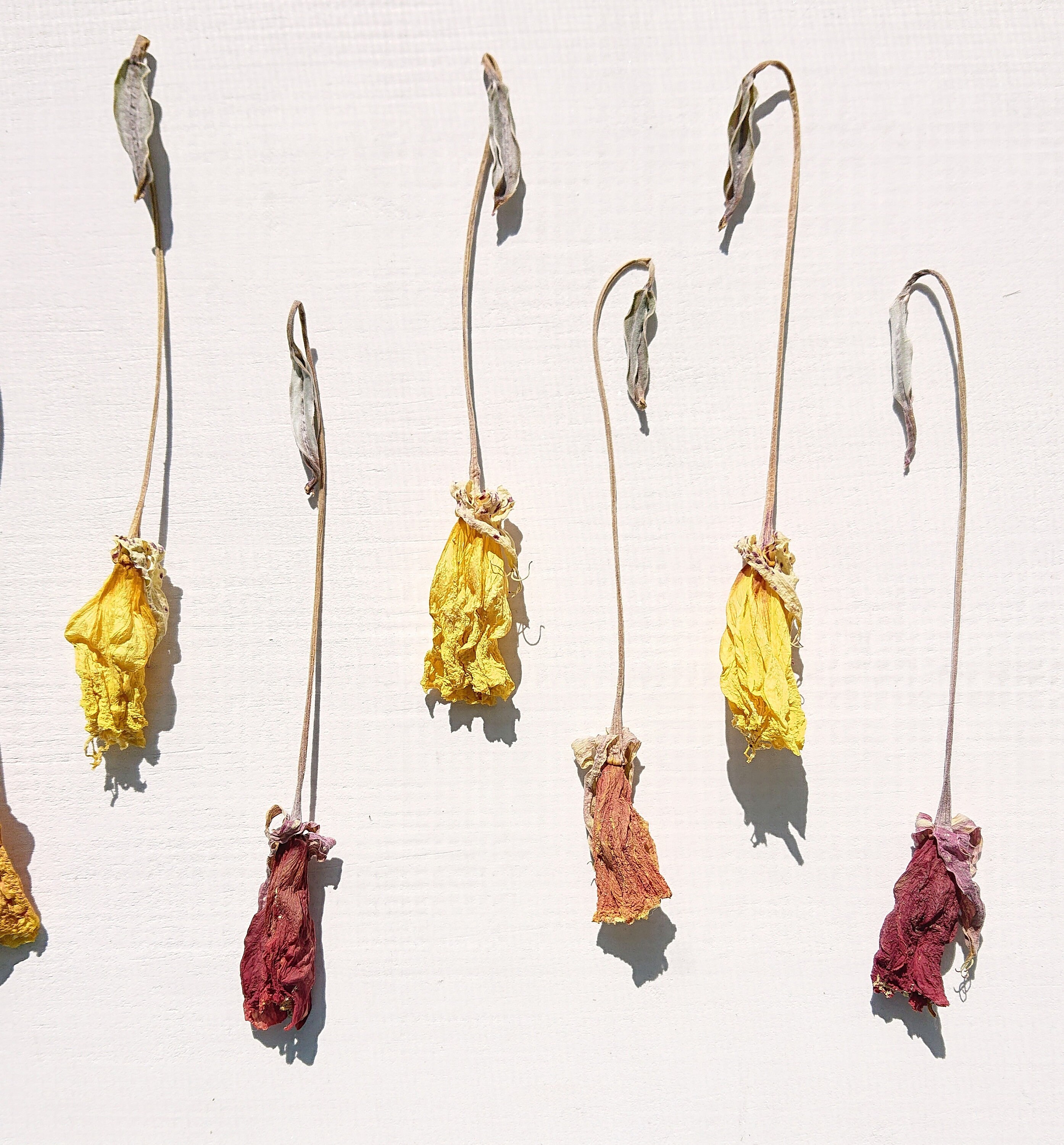 Dried stem flowers Oenothera Dried flowers decor Dried plants Etsy