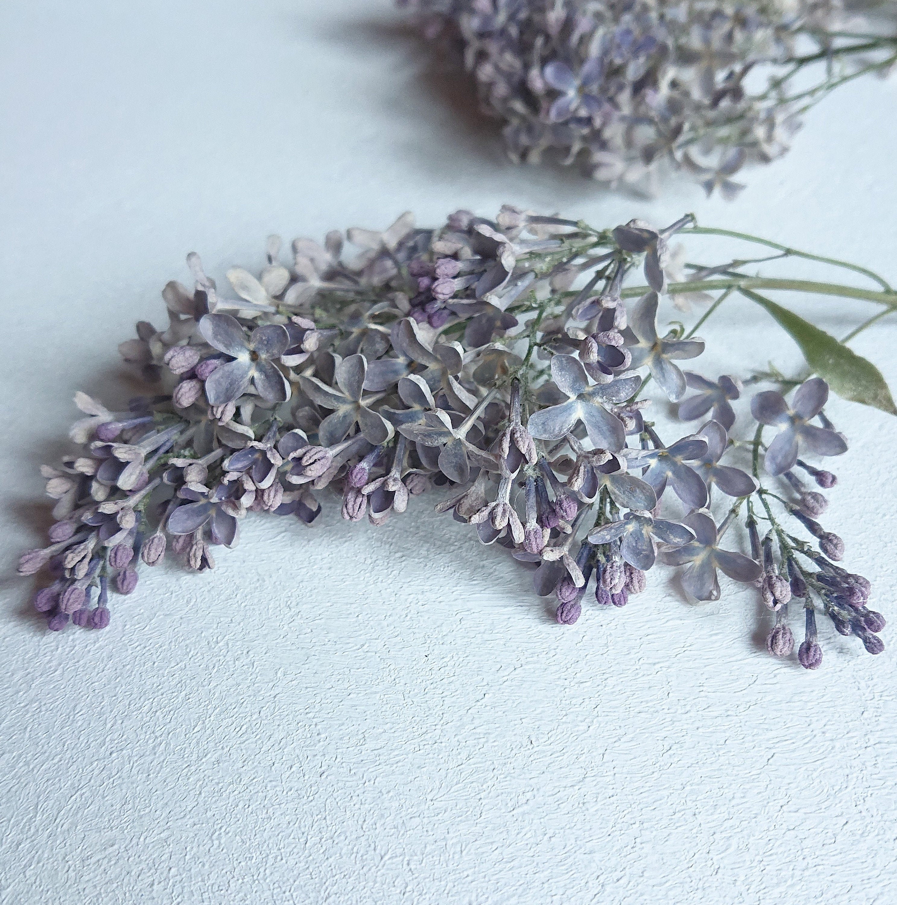 Dried lilac flowers. Syringa. Wild organic. Flowers for resin. Etsy